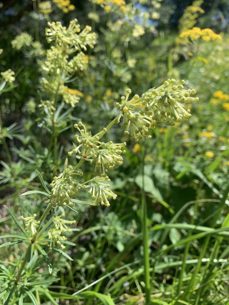 Asperula molluginoides