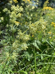 Asperula molluginoides