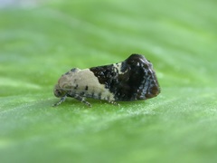Hypertropha chlaenota