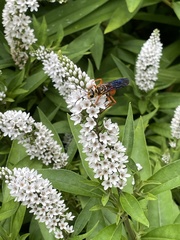 Sphex ichneumoneus