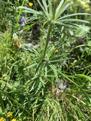 Asperula molluginoides