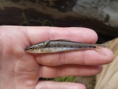 Erimystax dissimilis