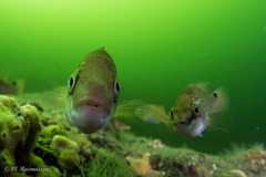 Ctenolabrus rupestris