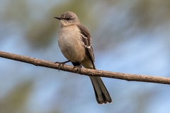 Mimus polyglottos leucopterus