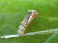 Hypertropha chlaenota