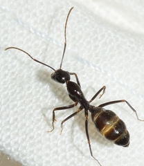 Camponotus sylvaticus