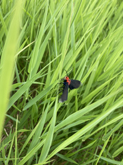 Ctenucha rubroscapus