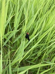 Ctenucha rubroscapus
