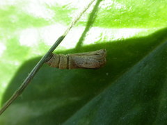 Hypertropha chlaenota