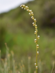 Triglochin palustris