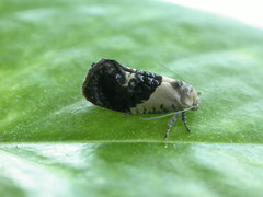 Hypertropha chlaenota