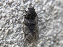 Cixius nervosus