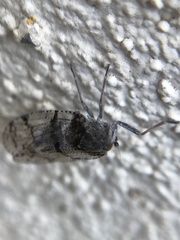 Cixius nervosus