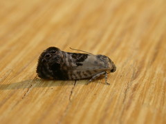 Eupselia carpocapsella