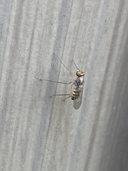 Dactylomyia lateralis