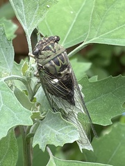 Neotibicen pruinosus