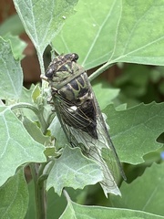 Neotibicen pruinosus