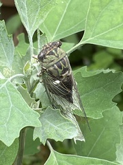 Neotibicen pruinosus