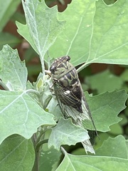 Neotibicen pruinosus