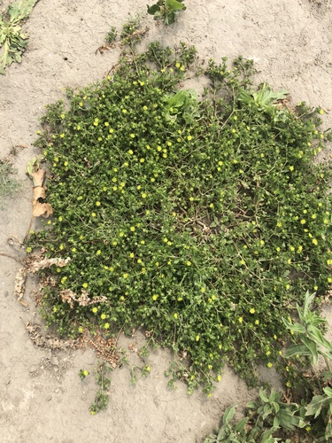 Potentilla norvegica iNat (2)
