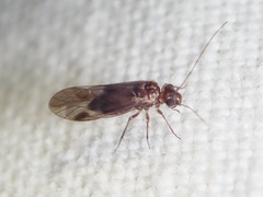Peripsocidae