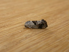 Eupselia carpocapsella