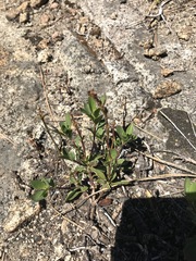 Arctostaphylos nevadensis