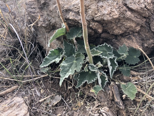 Image of Abutilon parishii by (c) Daniel McNair, some rights reserved (CC BY)