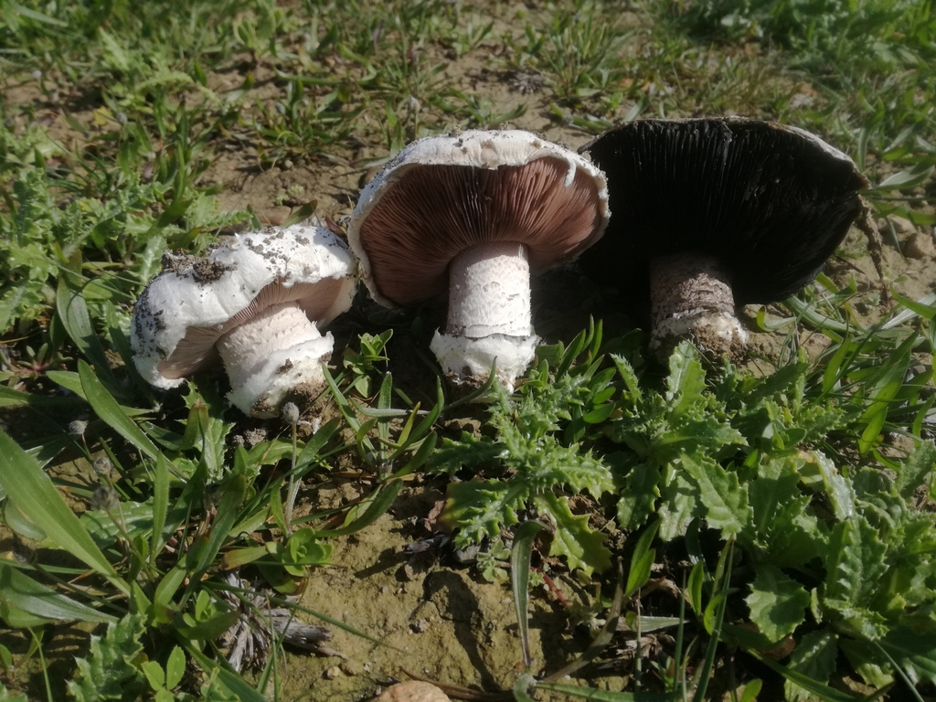Agaricus gennadii