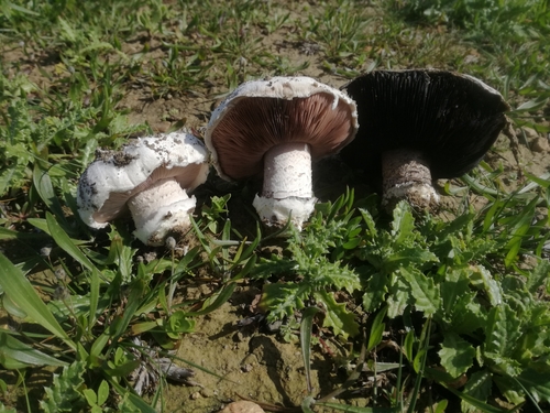 Agaricus gennadii