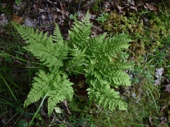 Dryopteris oreades