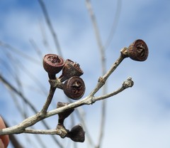 Eucalyptus latisinensis
