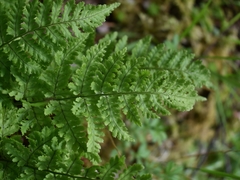 Dryopteris oreades