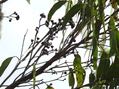Eucalyptus latisinensis