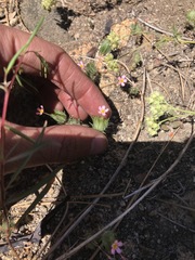 Leptosiphon ciliatus