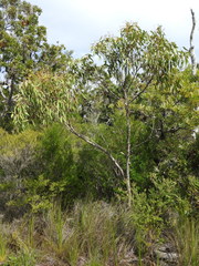 Eucalyptus latisinensis