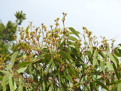 Eucalyptus latisinensis