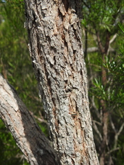 Eucalyptus latisinensis