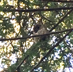 Strix occidentalis caurina