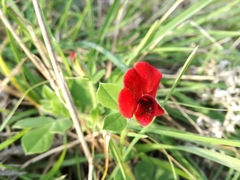 Lotus tetragonolobus