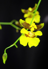 Oncidium suave