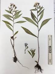 Symphyotrichum novi-belgii elodes