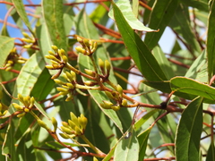 Eucalyptus latisinensis