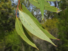 Eucalyptus latisinensis