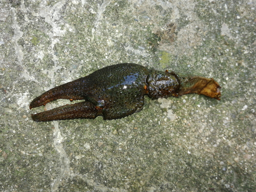Riječni rak (Astacus astacus)