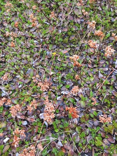 Uolaskėliniai nuotrauka