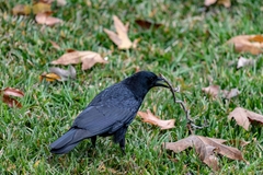 Corvus brachyrhynchos hesperis