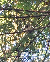 Strix occidentalis caurina