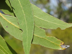 Eucalyptus latisinensis
