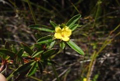 Hibbertia salicifolia